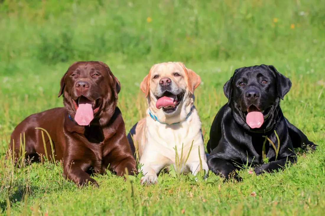 Chocolate, yellow and black Labradors lying in the grass
