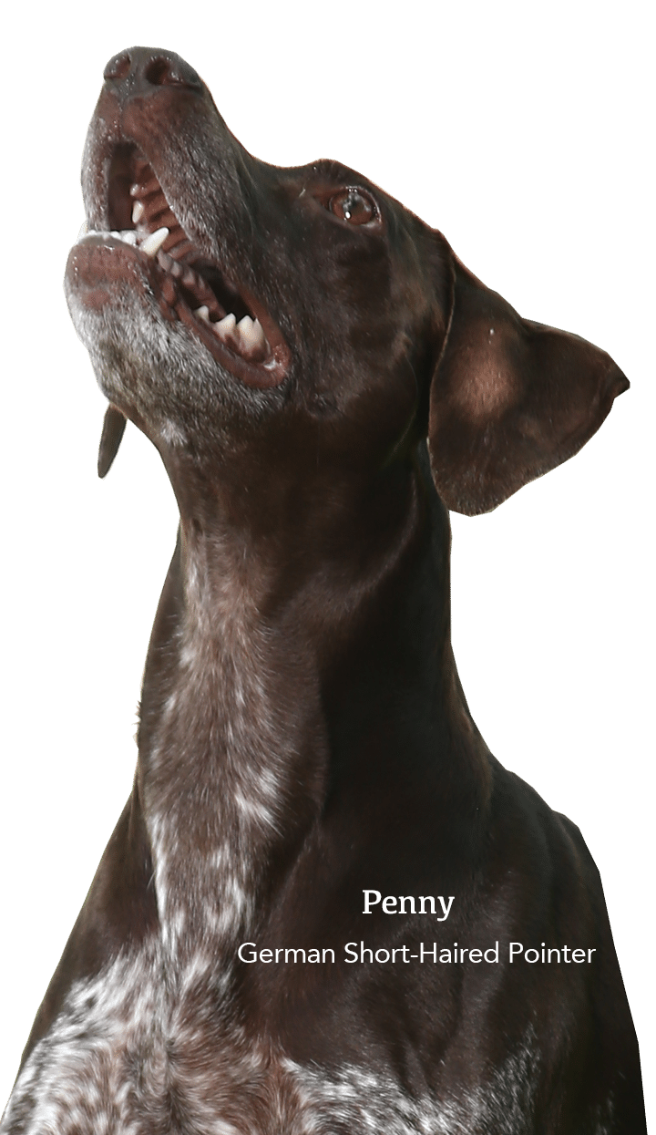 Penny German Shorthaired Pointer