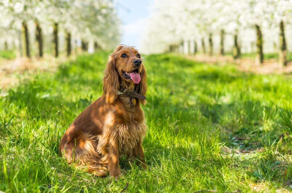 English Cocker Spaniel