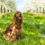 English cocker spaniel sitting in an orchard