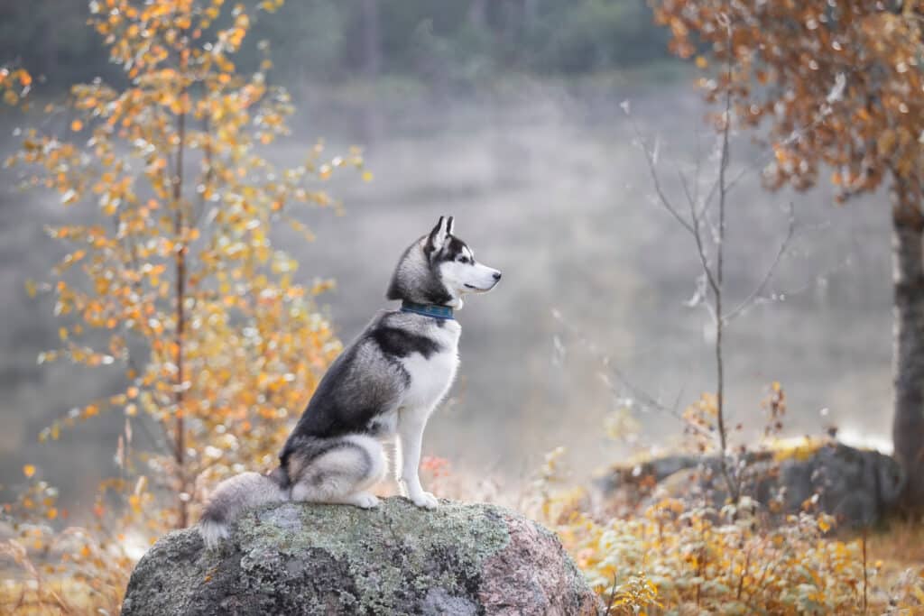 siberian husky