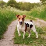 Jack Russell terrier running along a path