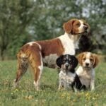 Brittany spaniel with her puppies in a field