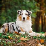 Australian shepherd resting among autumn leaves