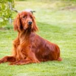 Irish setter lying on the grass