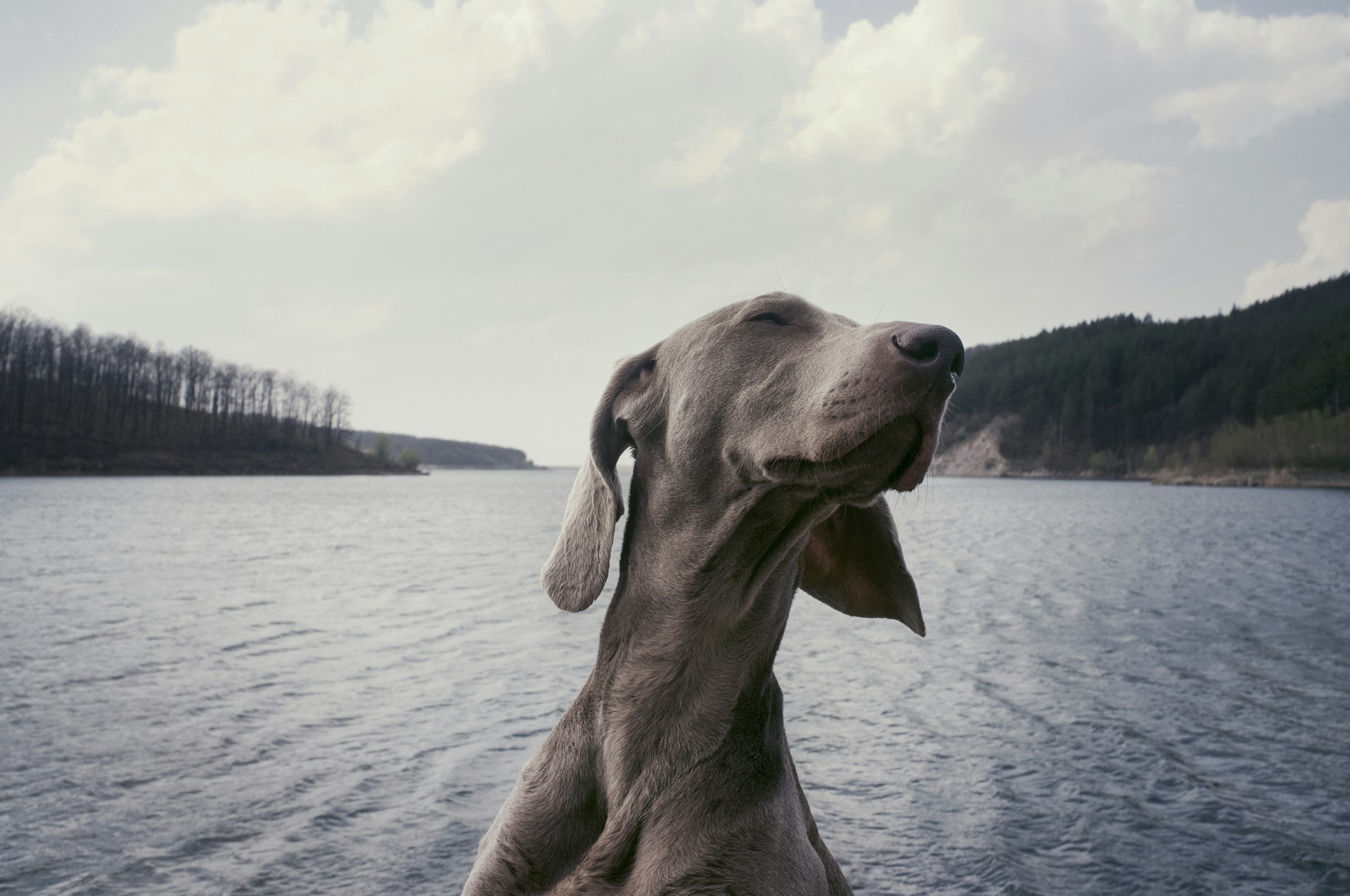 weimaraner