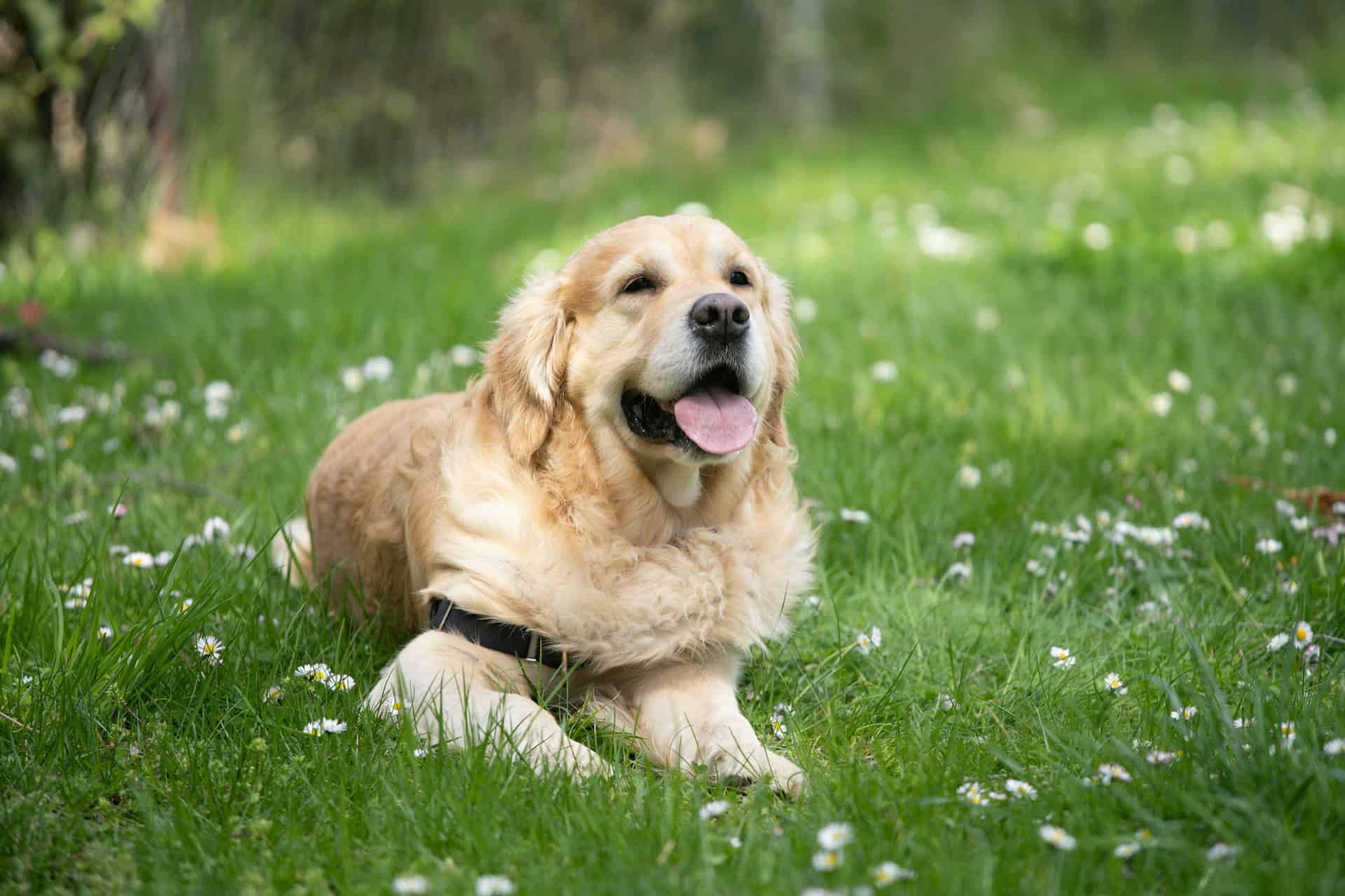 how to train golden retriever