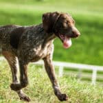 Pointer running beside a fence