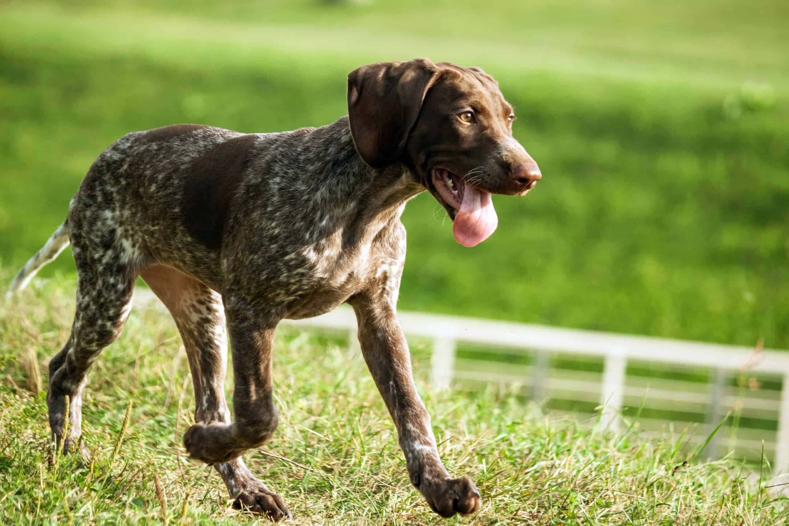 german shorthaired pointer