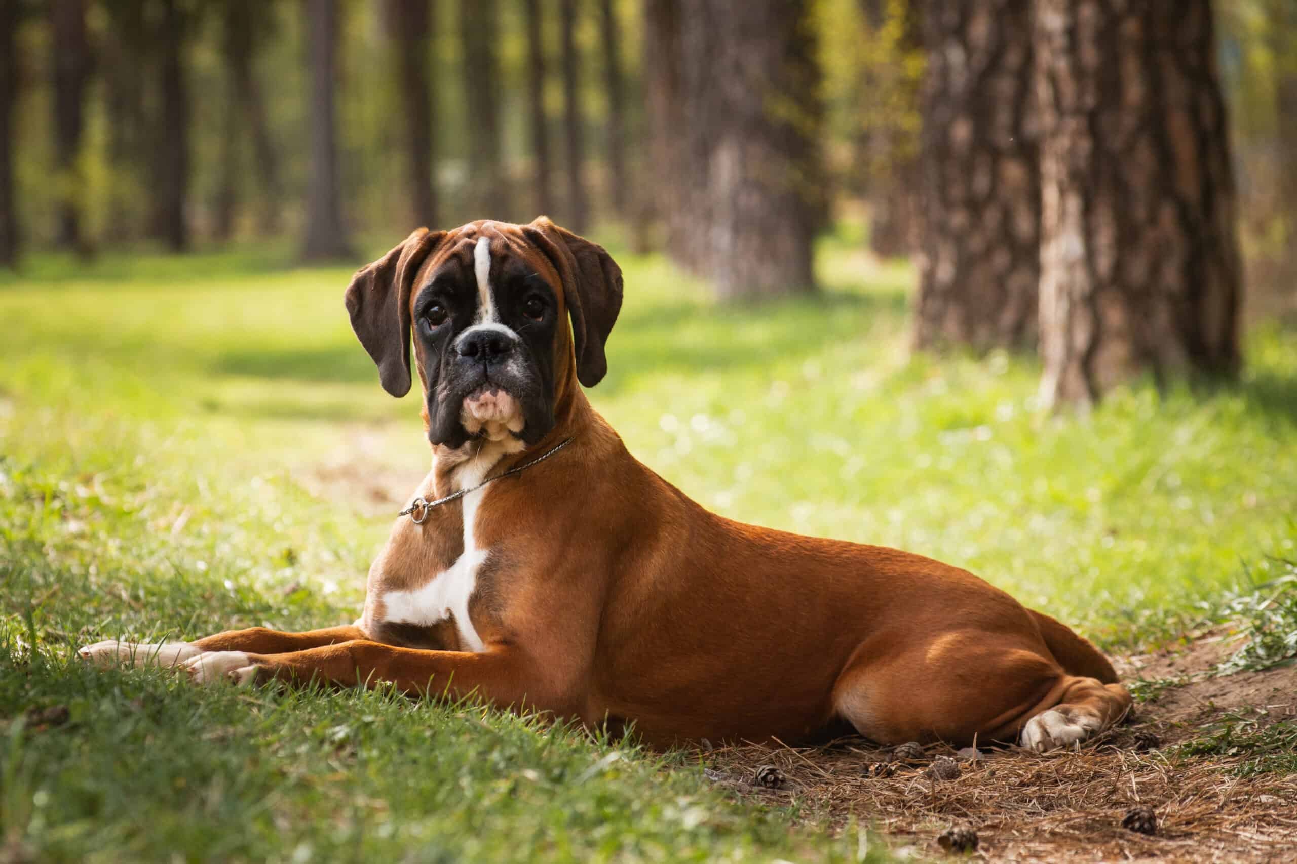 Boxer dog