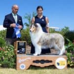 Wyndlair collie with its handlers at a dog show
