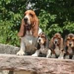 Basset hound with her puppies on a rock