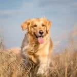 Golden retriever running through a field