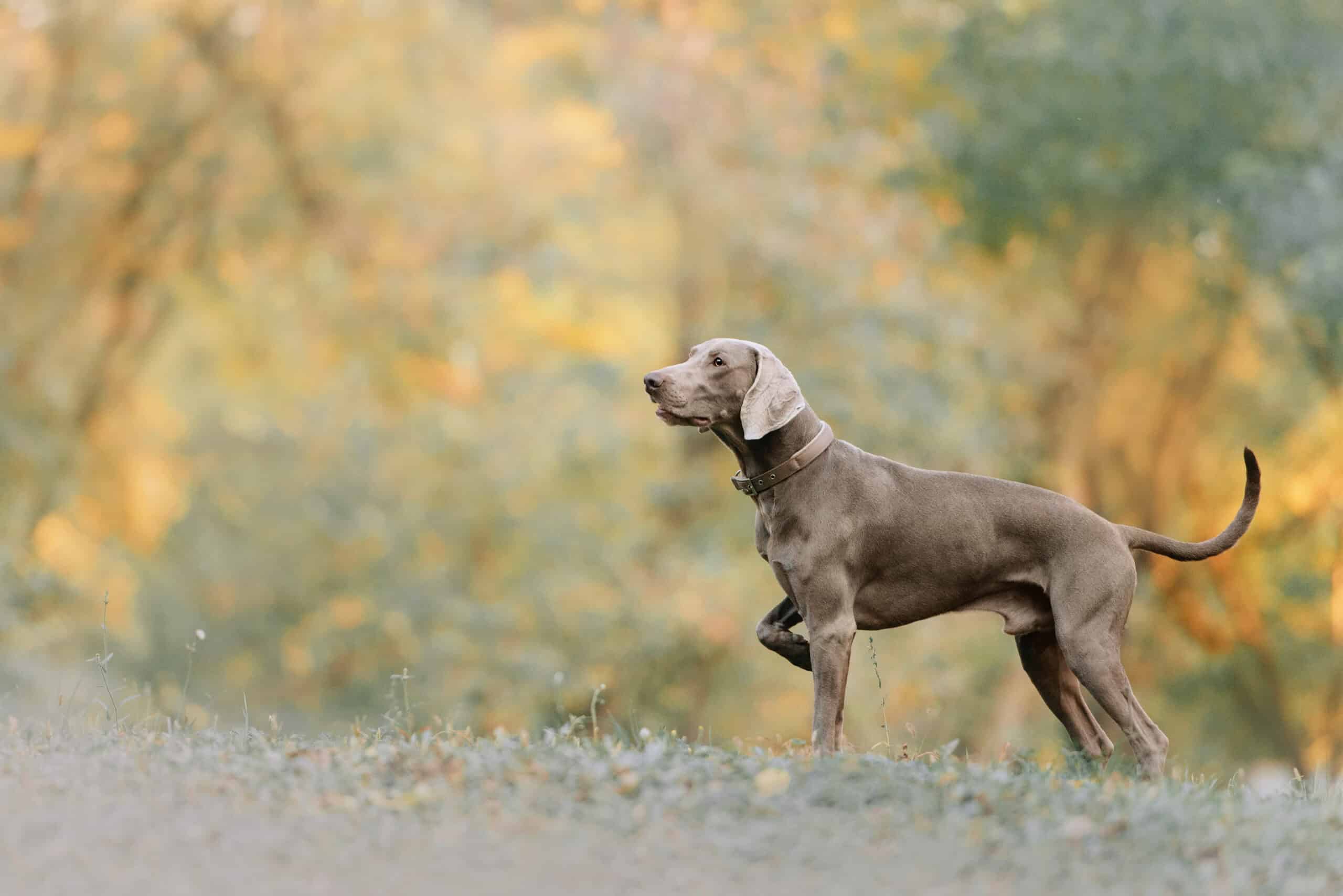 weimaraner