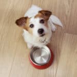 Jack Russell terrier waiting beside its food bowl