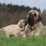 English mastiff with her puppy
