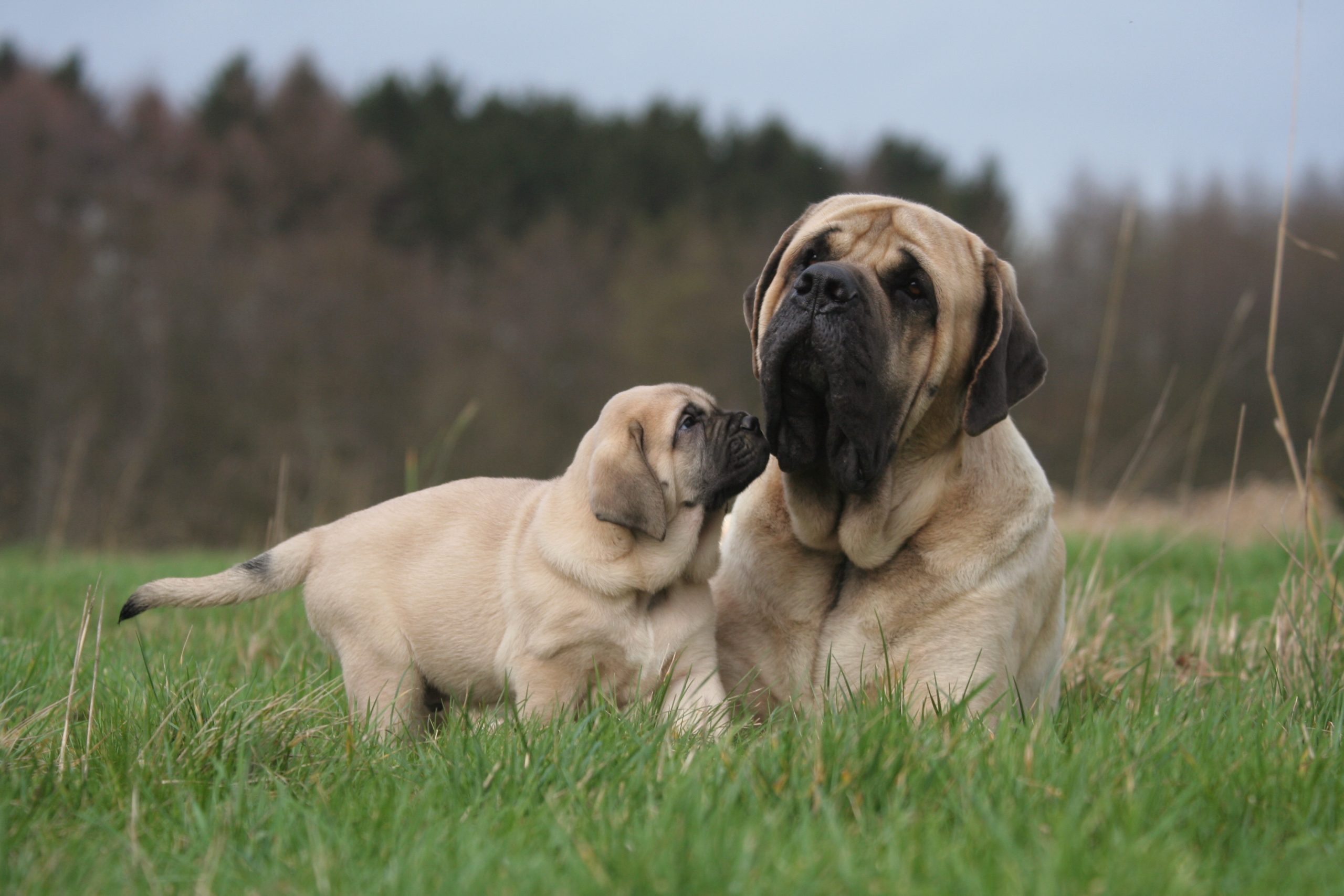 english mastiff
