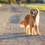 Golden retriever walking along a country road
