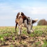 Springer spaniel carrying a toy across a field