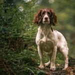 English springer spaniel standing on a woodland path