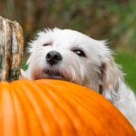 White dog resting its head on a pumpkin