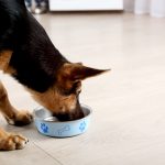 Dog eating a bowl of dry food