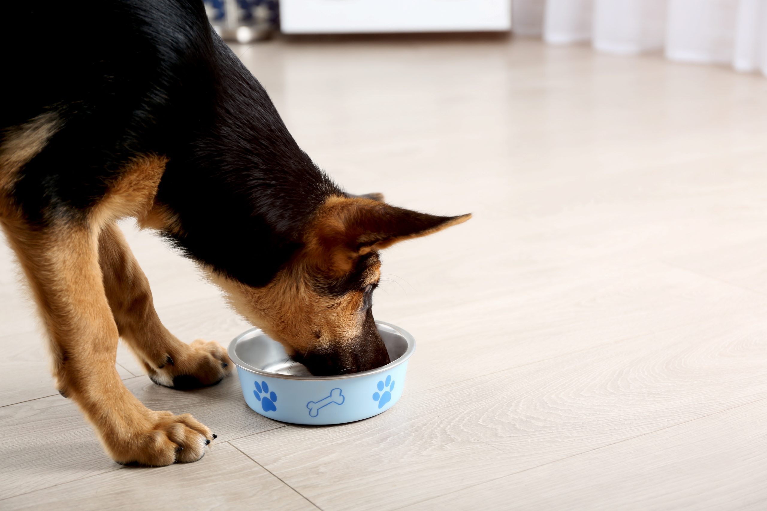 best dry dog food for german shepherd